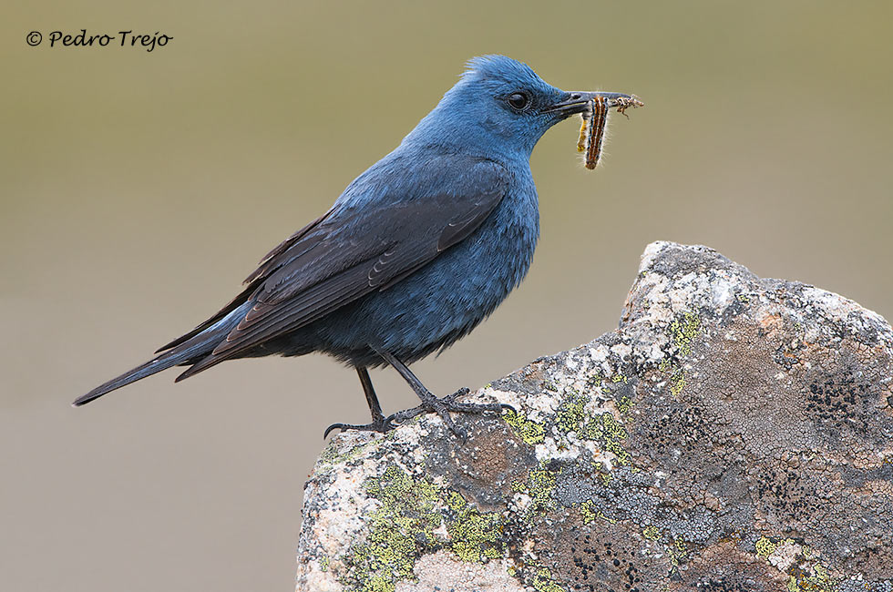 Roquero solitario (Monticola solitarius)